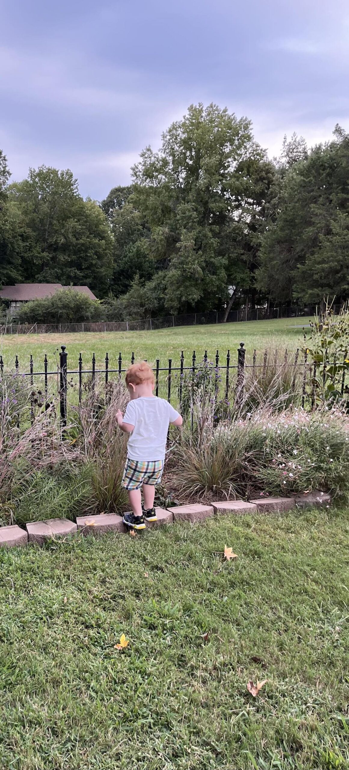 Boy looking at pollinator garden. Grant. Moravian Field of Interest.